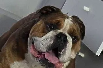 Buldog angielskiego, Śląskie, Gliwice
