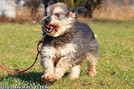 OTOZ Animals - Ozzy - wesoły kudłacz o cudownym charakterze!,  pomorskie Tczew