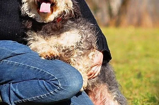 OTOZ Animals - Ozzy - wesoły kudłacz o cudownym ch