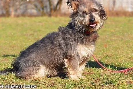 OTOZ Animals - Ozzy - wesoły kudłacz o cudownym ch