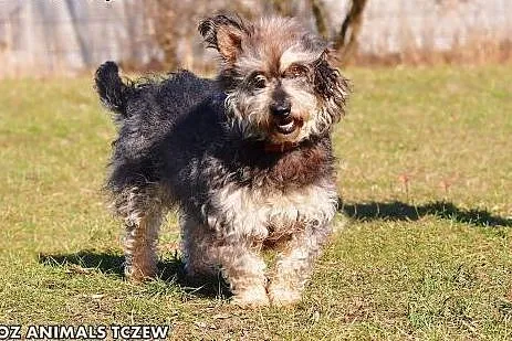 OTOZ Animals - Ozzy - wesoły kudłacz o cudownym ch