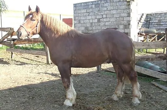Roczniak po Karel van Gaasbek. Sprzedany