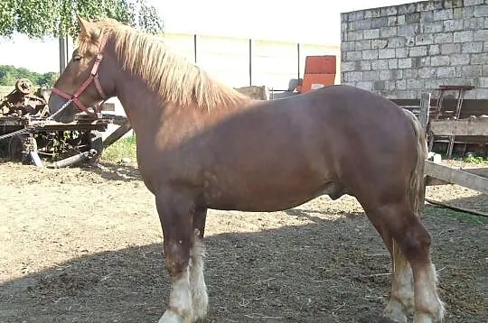 Roczniak po Karel van Gaasbek. Sprzedany