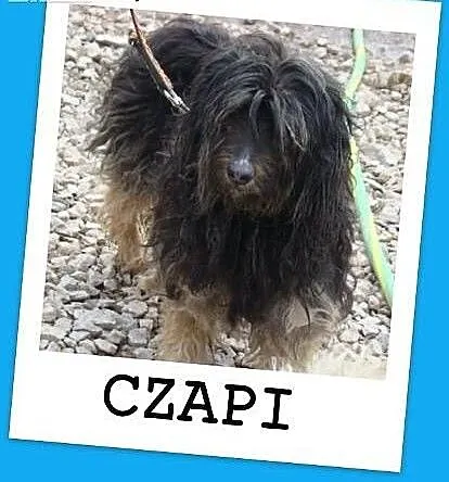 CZAPI PON mix,średni, przyjazny kudłacz,wesoły,tow