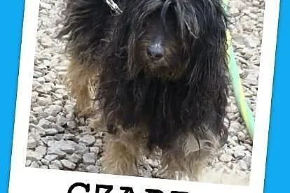 CZAPI PON mix,średni, przyjazny kudłacz,wesoły,tow