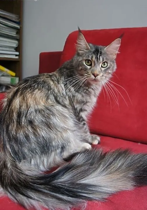MAINE COON - piękne, Koty maine coon cała Polska