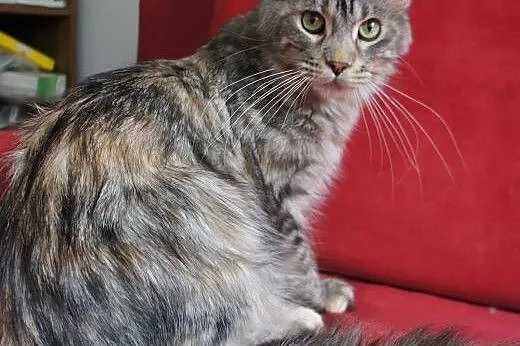 MAINE COON - piękne,  Koty maine coon cała Polska