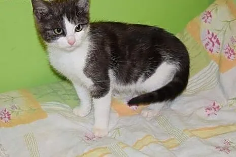 Nela, rozkoszna KOTECZKA szuka domu!,  Koty pospol