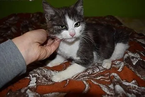 Nela, rozkoszna KOTECZKA szuka domu!,  Koty pospol