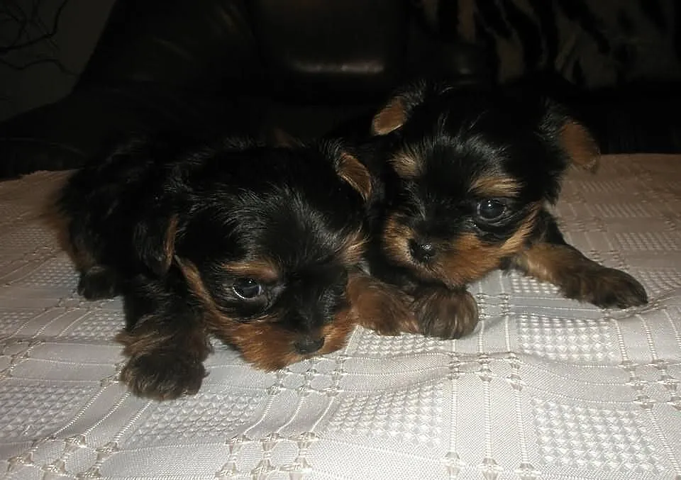 Miniaturowe Yorki