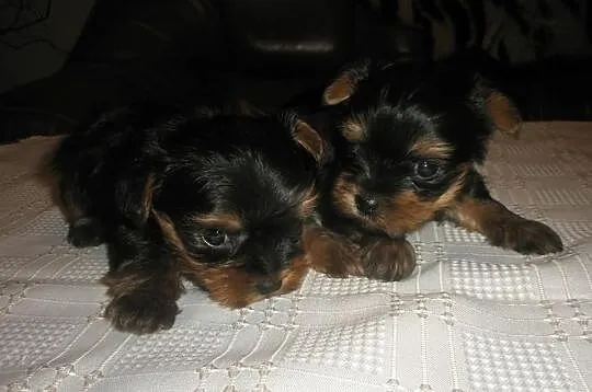 Miniaturowe Yorki