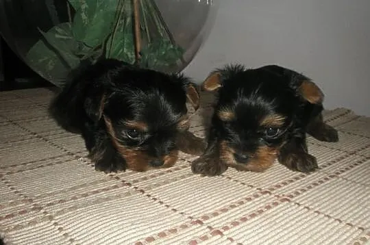 Miniaturowe Yorki