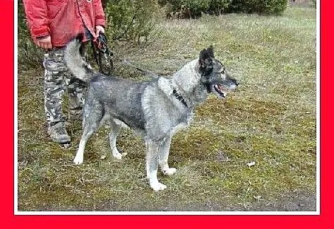 35 kg,owczarek mix,wilczasty,łagodny,aktywny pies