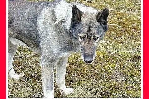 35 kg,owczarek mix,wilczasty,łagodny,aktywny pies 