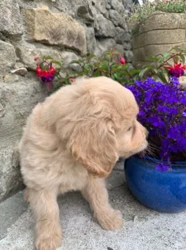 Goldendoodle... napisz do mnie na WhatsApp: +44 7453 907158, , Rumunki Jastrzębskie