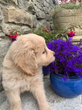 Goldendoodle... napisz do mnie na WhatsApp: +44 7453 907158, , Rumunki Jastrzębskie