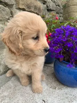 Goldendoodle... napisz do mnie na WhatsApp: +44 7453 907158, , Rumunki Jastrzębskie