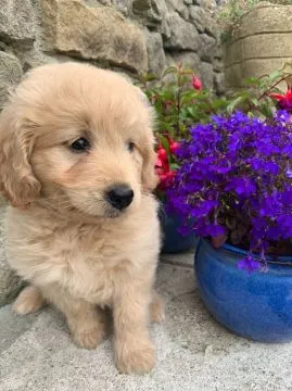 Goldendoodle... napisz do mnie na WhatsApp: +44 7453 907158
