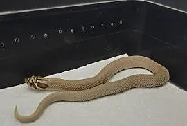 Heterodon zachodni