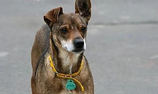Spokojny psiak Szagi szuka domu, wielkopolskie Po