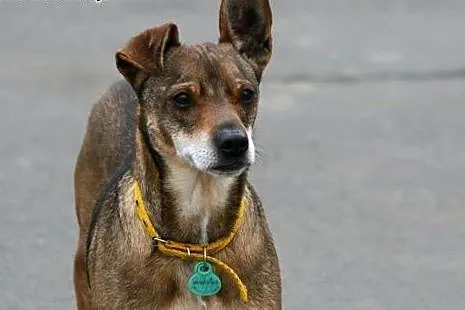 Spokojny psiak Szagi szuka domu,  wielkopolskie Po