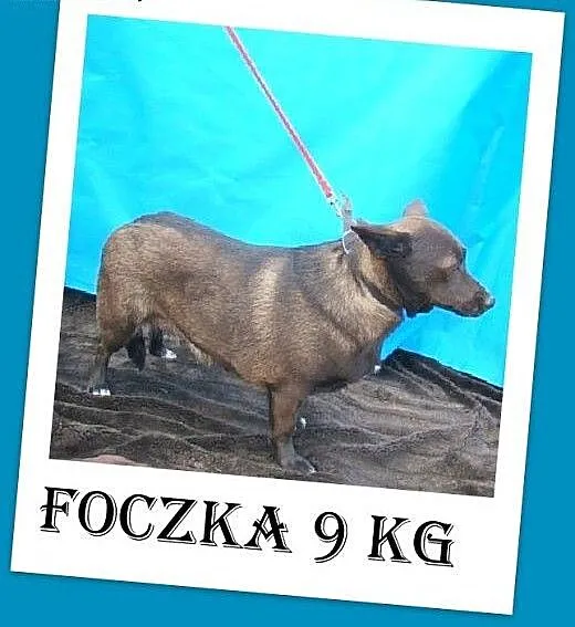 9 kg,wielkości jamnika,łagodna,grzeczna,czekoladow