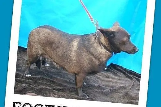 9 kg,wielkości jamnika,łagodna,grzeczna,czekoladow