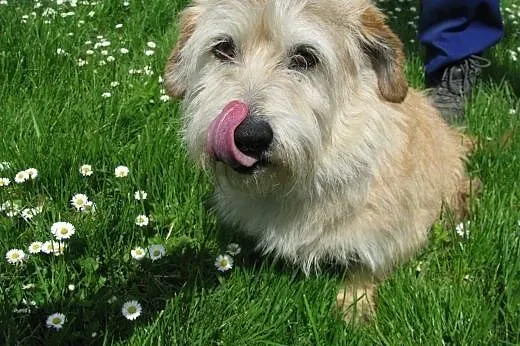 Kochana psina - Liza do adopcji ,  małopolskie Kraków