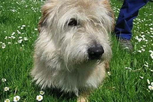 Kochana psina - Liza do adopcji ,  małopolskie Kra