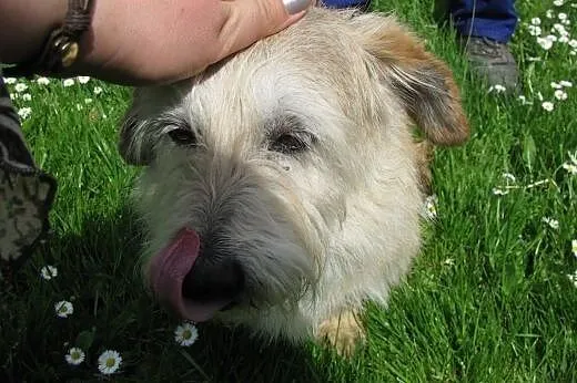 Kochana psina - Liza do adopcji ,  małopolskie Kra