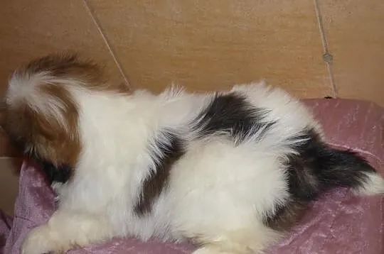Maleńka urocza suczka Kesi