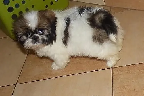 Maleńka urocza suczka Kesi