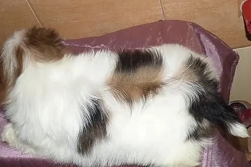 Maleńka urocza suczka Kesi