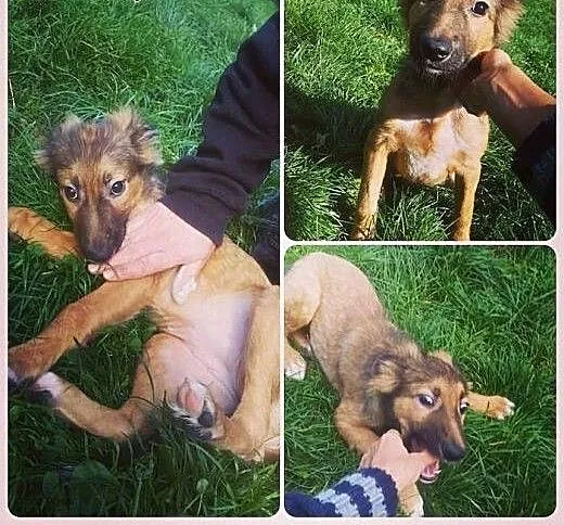 Wesoły, pocieszny SZCZENIAK, cudna suczka do adopc