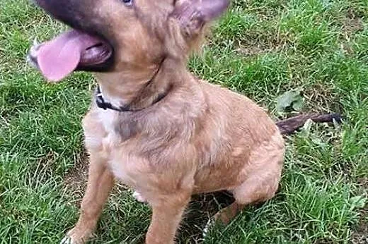 Wesoły, pocieszny SZCZENIAK, cudna suczka do adopc