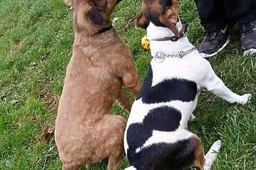 Wesoły, pocieszny SZCZENIAK, cudna suczka do adopc