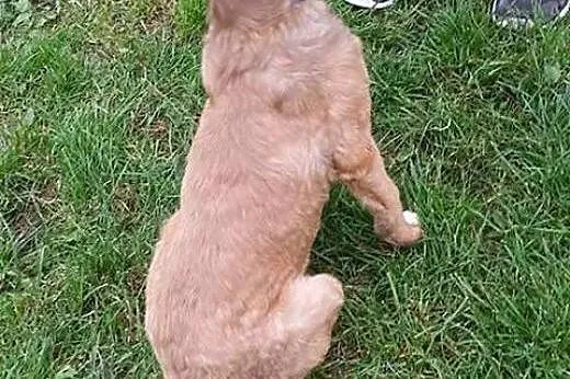 Wesoły, pocieszny SZCZENIAK, cudna suczka do adopc