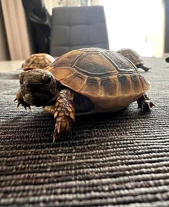 Żółw grecki lądowy | terrarium, wyposażenie | transport, Mazowieckie, Warszawa