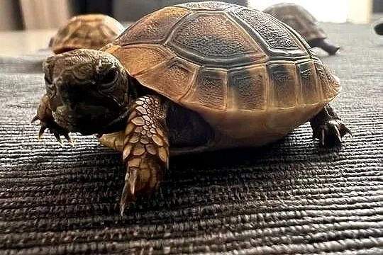 Żółw grecki lądowy | terrarium, wyposażenie | transport, Mazowieckie, Warszawa