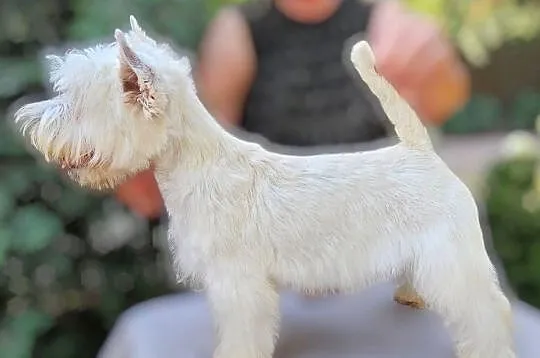 West Highland White Terrier FCI  suczka ZKwP.