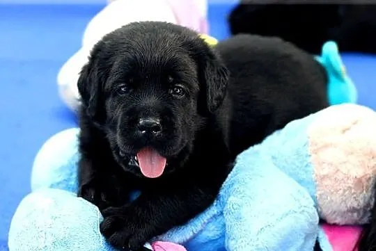 Czarne  szczenięta rasy Labrador Retriever ZKwP/FCI, Mazowieckie, Chynów