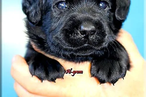 Czarne  szczenięta rasy Labrador Retriever ZKwP/FCI, Mazowieckie, Chynów