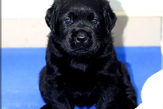 Czarne  szczenięta rasy Labrador Retriever ZKwP/FCI, Mazowieckie, Chynów