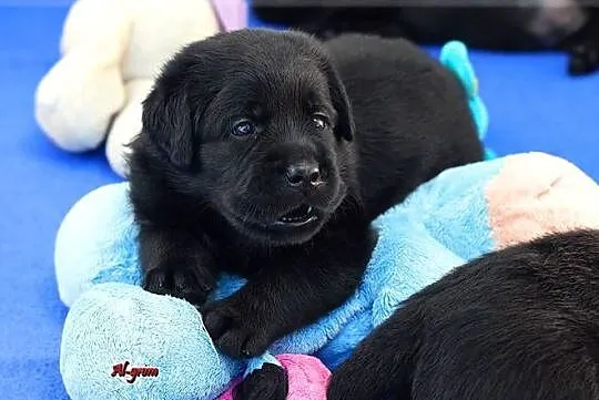Czarne  szczenięta rasy Labrador Retriever ZKwP/FCI, Mazowieckie, Chynów