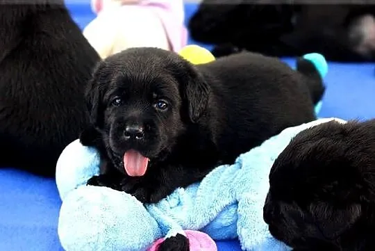 Czarne  szczenięta rasy Labrador Retriever ZKwP/FCI, Mazowieckie, Chynów