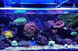 Akwarium morskie na zamówienie Kielce rafa koralow, Kielce