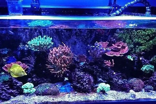 Akwarium morskie na zamówienie Kielce rafa koralow, Kielce