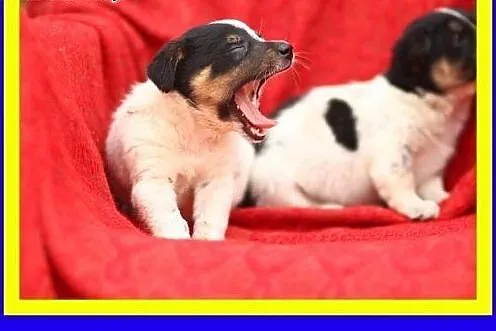 6tyg,szczeniaki,suczki,małe lub średnie,szczepione