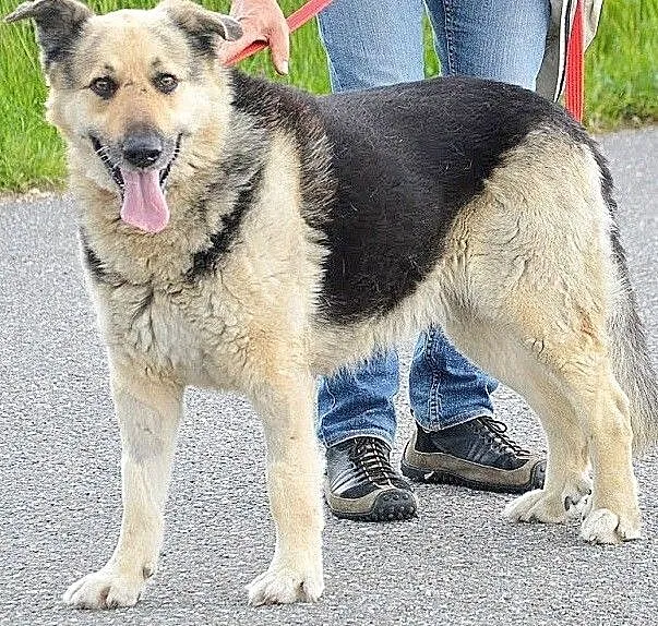 Ares szuka domu !, Małopolskie, Oświęcim