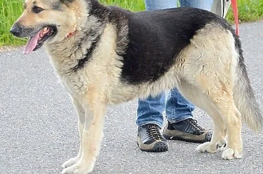 Ares szuka domu !, Małopolskie, Oświęcim